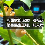 湘西家长注意!双减政策是民生工程,别只看分数了(图2) 湘西家长注意!双减政策是民生工程,别只看分数了(图2)